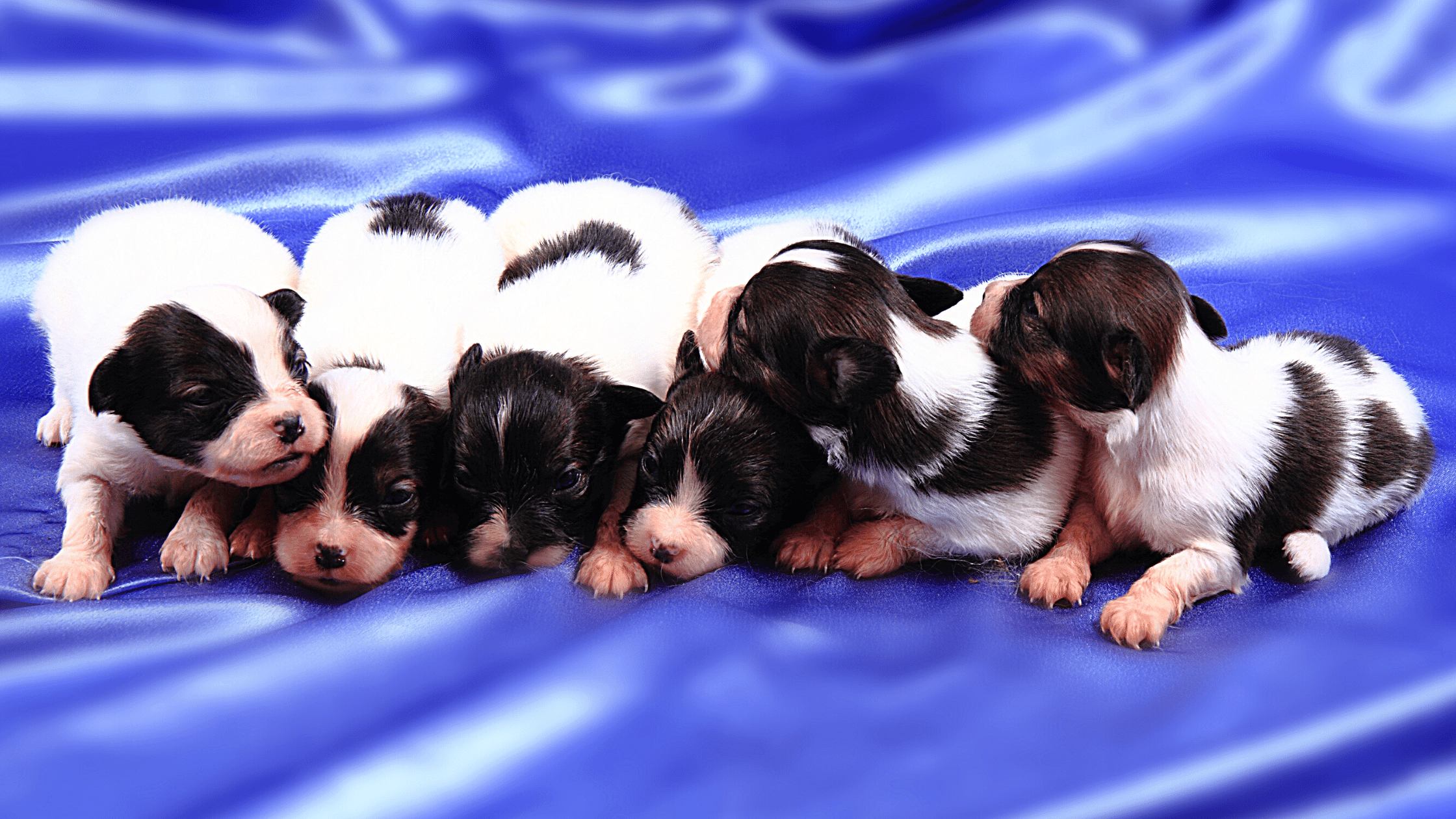 Veja os 10 Hábitos para Manter seu Cachorro Saudável  Lindos filhotes de  cachorro, Cachorro, Cachorrinhos fofinhos