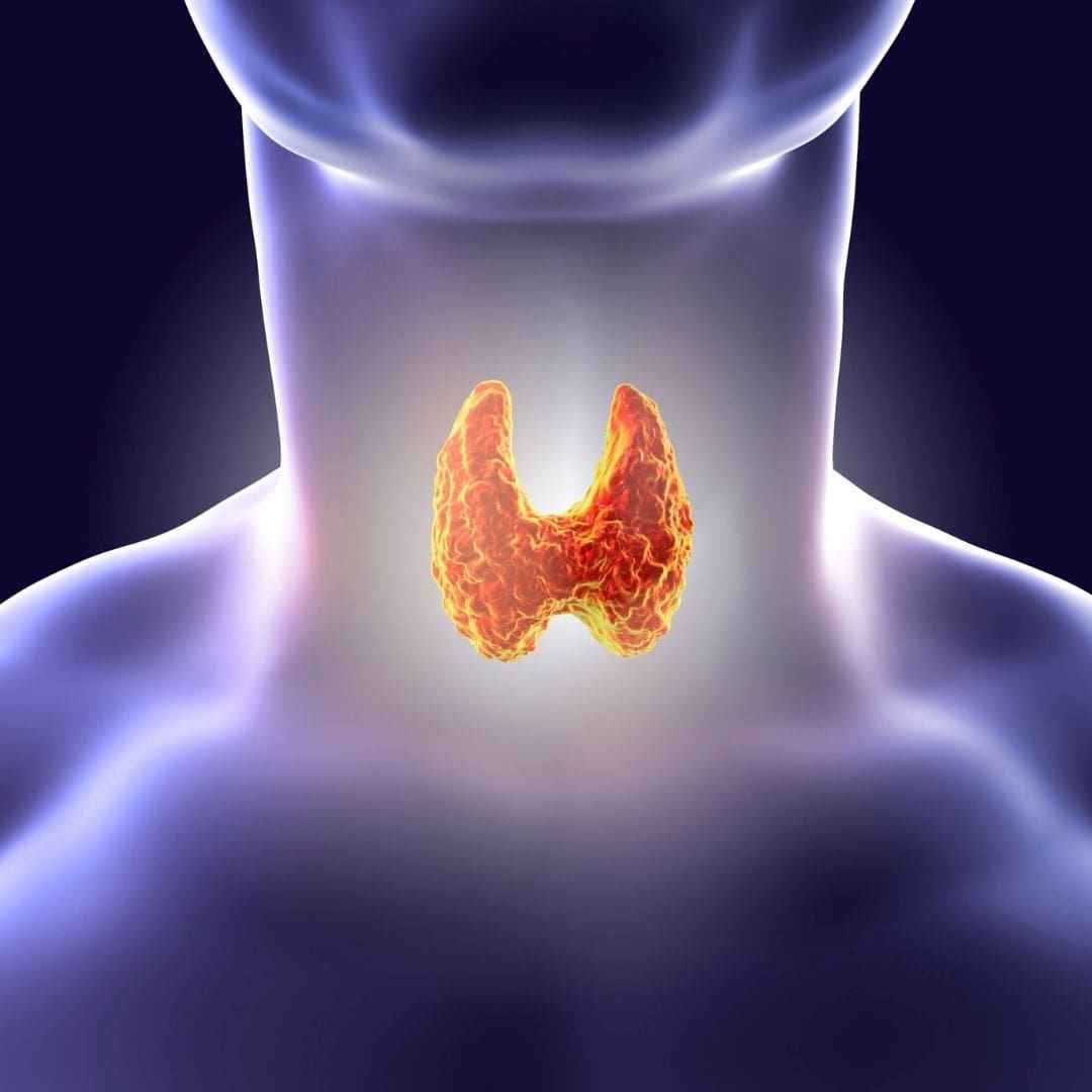 4 horm�nios que auxiliam no emagrecimento